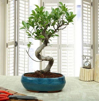 Amazing Bonsai Ficus S thal  Mardin internetten iek siparii 