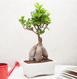 Exotic Ficus Bonsai ginseng  Mardin iek servisi , ieki adresleri 