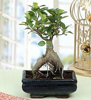 Appealing Ficus Ginseng Bonsai  Mardin anneler gn iek yolla 