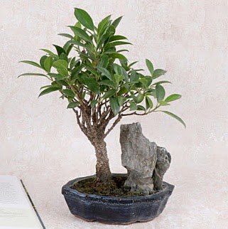 Japon aac Evergreen Ficus Bonsai  Mardin iek gnderme sitemiz gvenlidir 