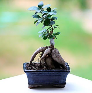 Marvellous Ficus Microcarpa ginseng bonsai  Mardin iek siparii vermek 