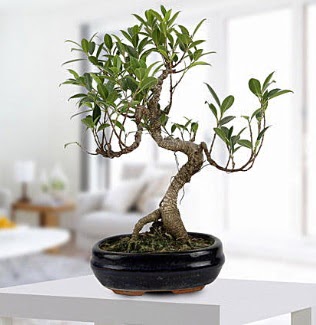 Gorgeous Ficus S shaped japon bonsai  Mardin yurtii ve yurtd iek siparii 