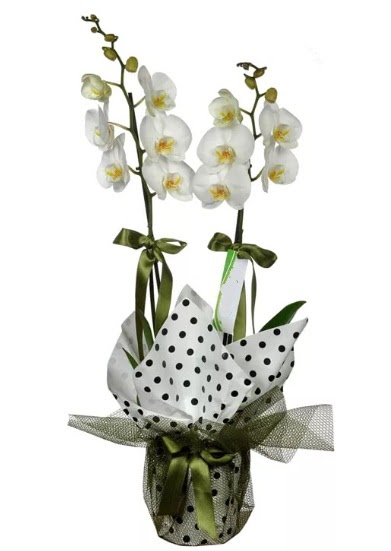 ift Dall Beyaz Orkide  Mardin 14 ubat sevgililer gn iek 