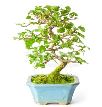S zerkova bonsai ksa sreliine  Mardin nternetten iek siparii 