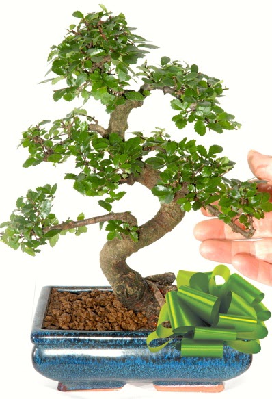 Yaklak 25 cm boyutlarnda S bonsai  Mardin iek siparii sitesi 