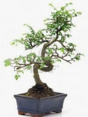 S gvde bonsai minyatr aa japon aac  Mardin iek sat 