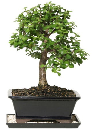 15 cm civar Zerkova bonsai bitkisi  Mardin iek siparii sitesi 