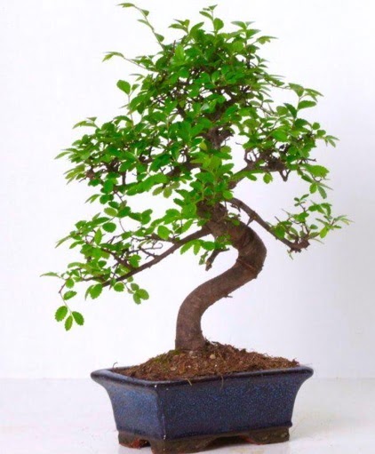 S gvdeli bonsai minyatr aa japon aac  Mardin iek gnderme sitemiz gvenlidir 