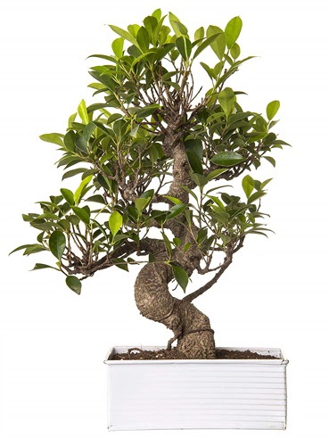 Exotic Green S Gvde 6 Year Ficus Bonsai  Mardin iek gnderme sitemiz gvenlidir 