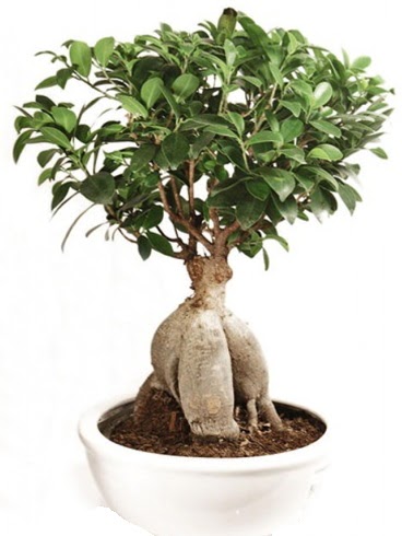 Ginseng bonsai japon aac ficus ginseng  Mardin nternetten iek siparii 