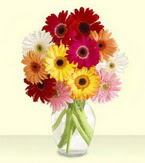  Mardin çiçek yolla , çiçek gönder , çiçekçi   cam yada mika vazoda 15 özel gerbera