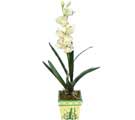 Özel Yapay Orkide Beyaz   Mardin online çiçekçi , çiçek siparişi 