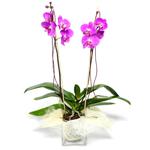  Mardin çiçek satışı  Cam yada mika vazo içerisinde  1 kök orkide