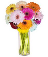  Mardin internetten çiçek siparişi  Farkli renklerde 15 adet gerbera çiçegi