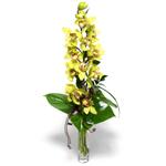  Mardin İnternetten çiçek siparişi  cam vazo içerisinde tek dal canli orkide