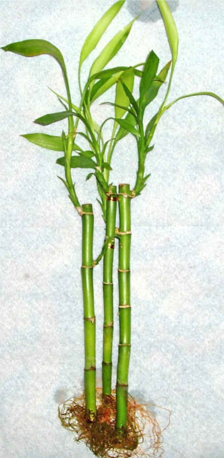 Lucky Bamboo 3 adet vazo hediye edilir   Mardin cicek , cicekci 