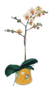  Mardin online çiçek gönderme sipariş  Phalaenopsis Orkide ithal kalite