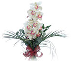  Mardin çiçek siparişi sitesi  Dal orkide ithal iyi kalite