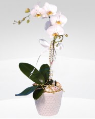 1 dallı orkide saksı çiçeği  Mardin online çiçekçi , çiçek siparişi 