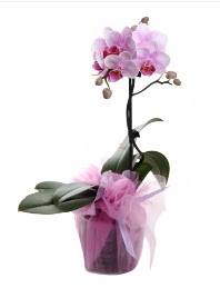 1 dal pembe orkide saksı çiçeği  Mardin kaliteli taze ve ucuz çiçekler 