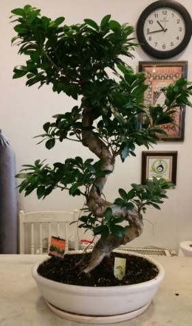 100 cm yüksekliğinde dev bonsai japon ağacı  Mardin İnternetten çiçek siparişi 