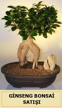 İthal Ginseng bonsai satışı japon ağacı  Mardin çiçek siparişi sitesi 