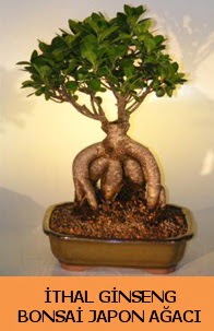 İthal japon ağacı ginseng bonsai satışı  Mardin İnternetten çiçek siparişi 