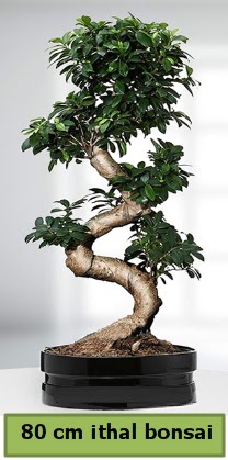 80 cm özel saksıda bonsai bitkisi  Mardin çiçekçi telefonları 