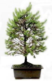*** STOKTA YOK - Çam ağacı bonsai bitkisi satışı  Mardin cicekciler , cicek siparisi 
