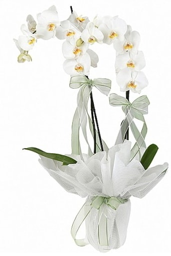 Çift Dallı Beyaz Orkide  Mardin anneler günü çiçek yolla 