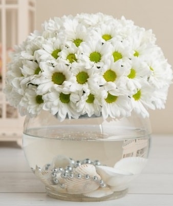 Fanusta beyaz Papatya  Mardin çiçek satışı 