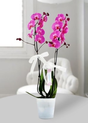 Çift dallı mor orkide  Mardin çiçekçiler 